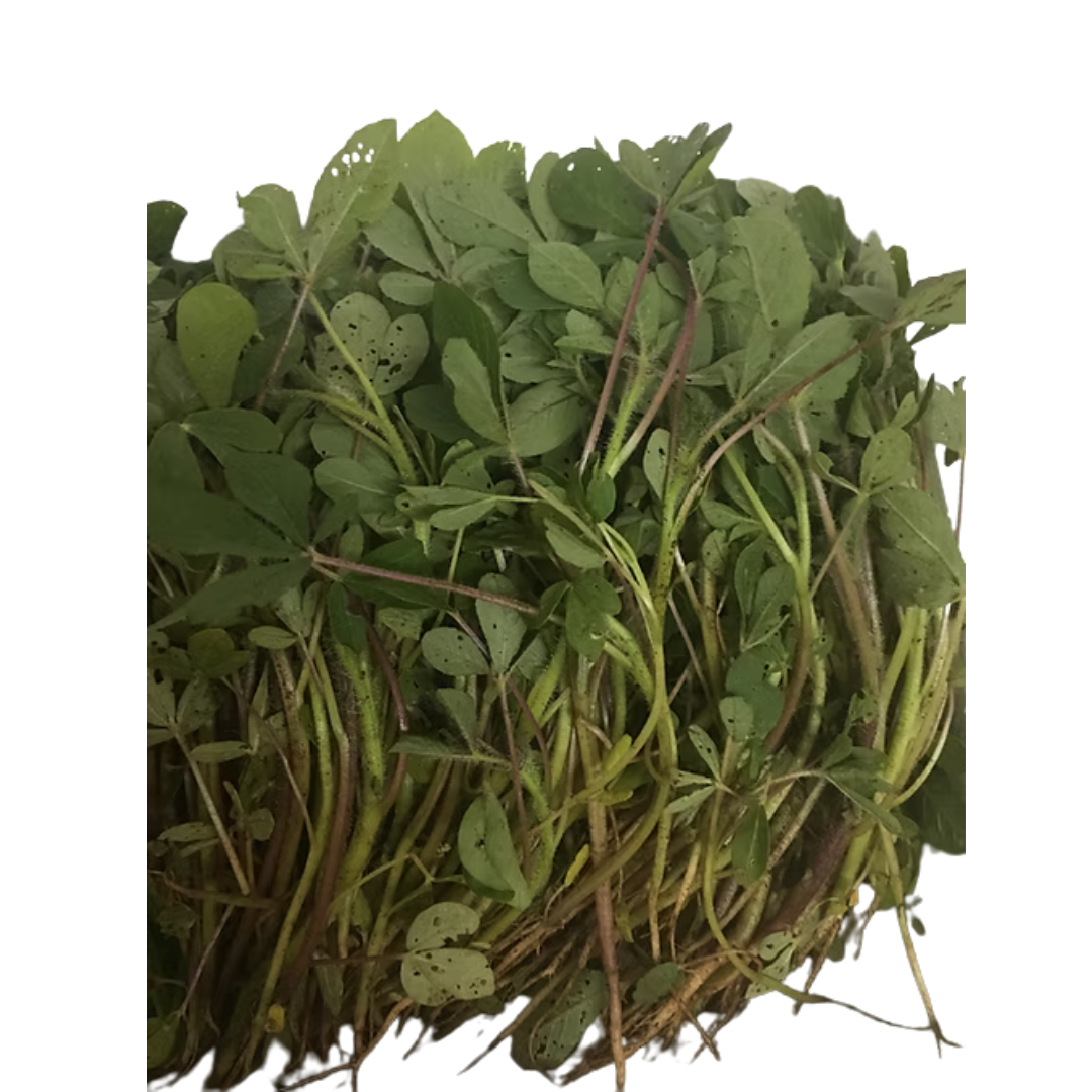 Saga, spider weed  (FRESH)
