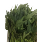 Sweet Potato Leaves (Fresh)