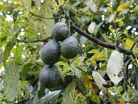 Raw Organic Pacific Avocado Honey