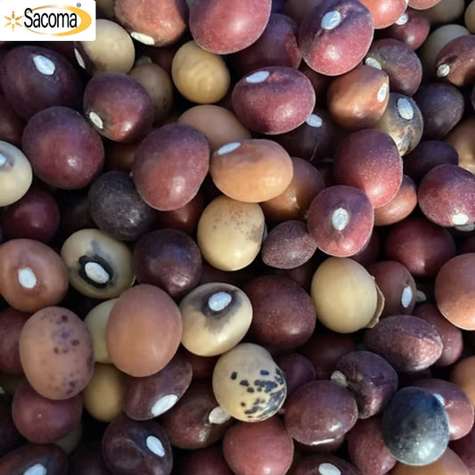 Bambara Beans (500g)