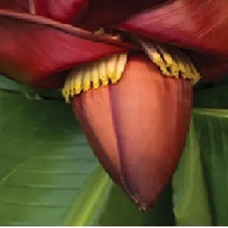 Banana Flower
