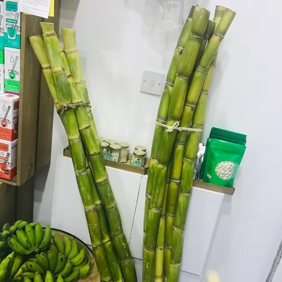 Sugar Cane